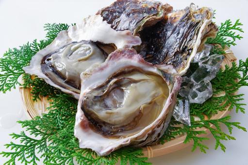 岩牡蠣,イメージ