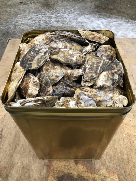 殻付き牡蠣 3kg
